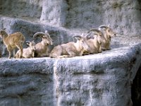 London Zoo - Ibex